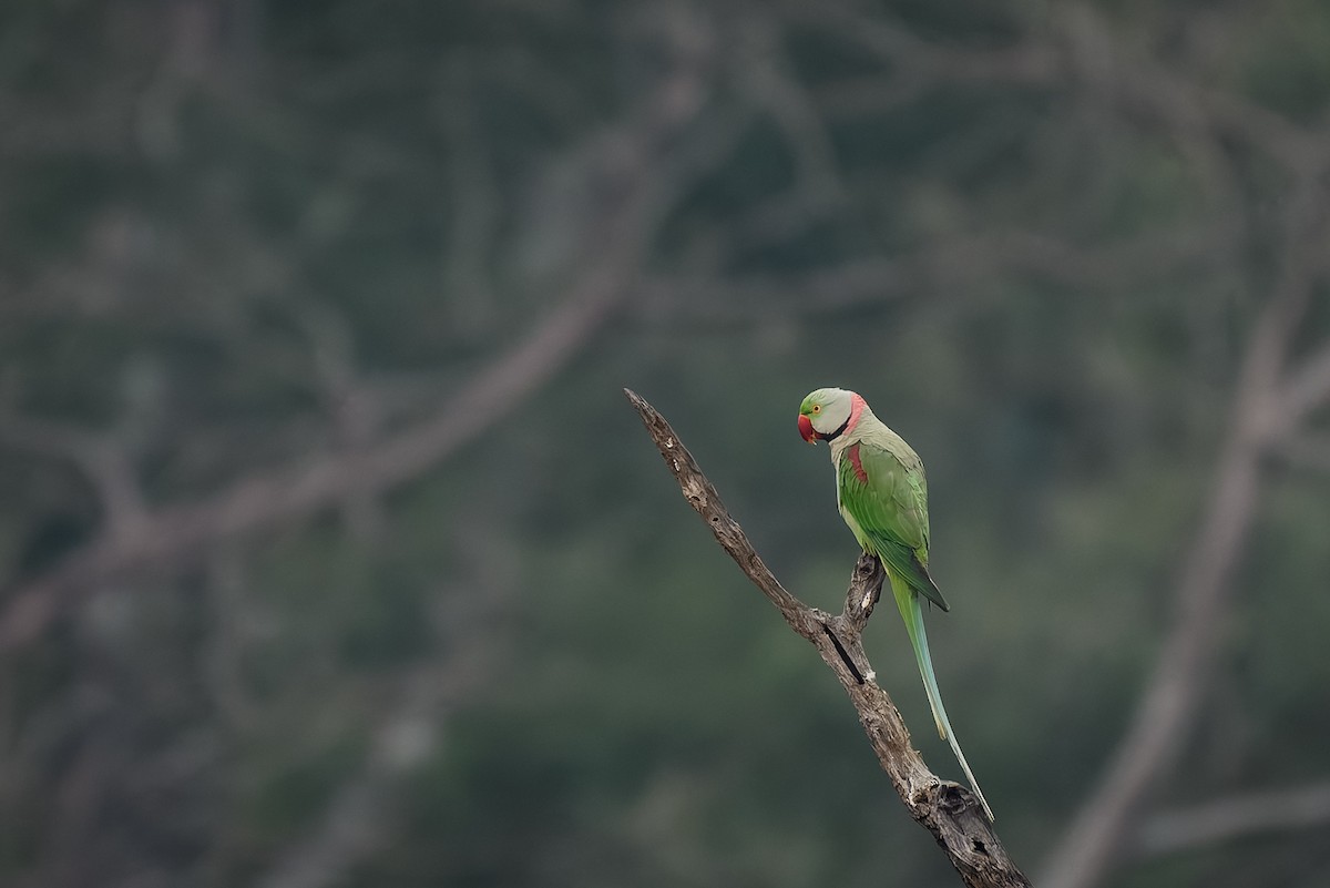 İskender Papağanı - ML639669754