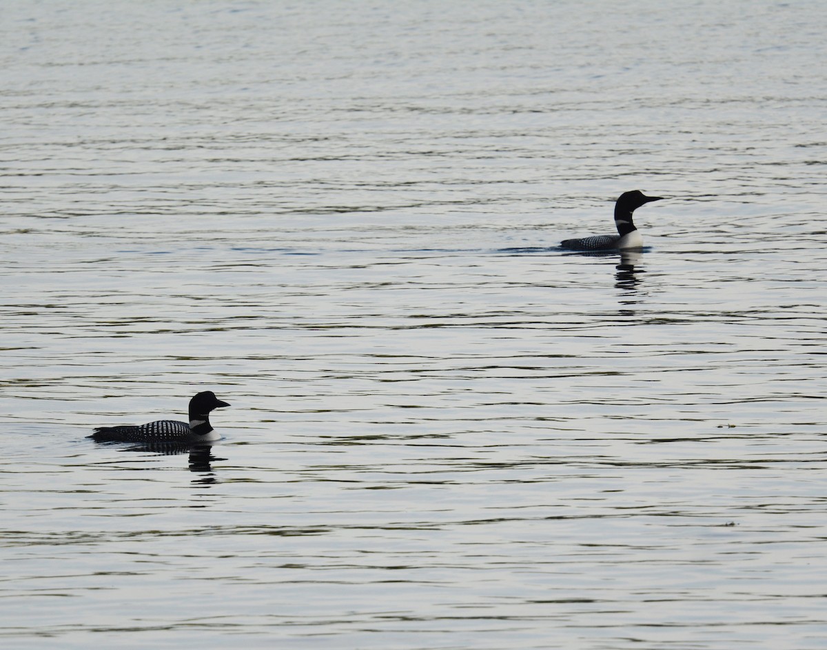 Plongeon huard - ML639669756