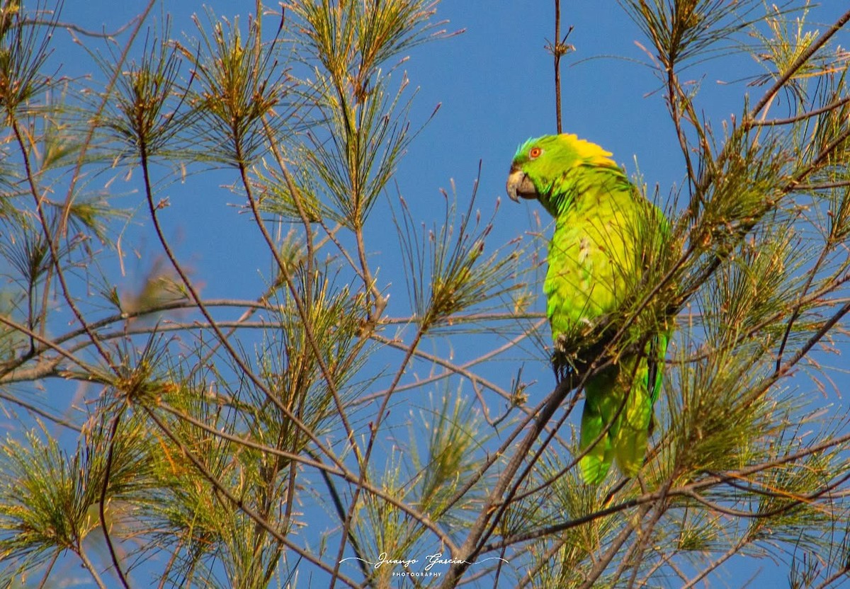 Yellow-naped Amazon - ML639669797