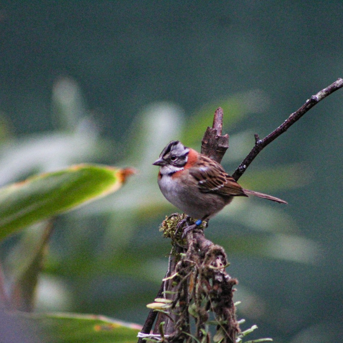 Rufous-collared Sparrow - ML639669819