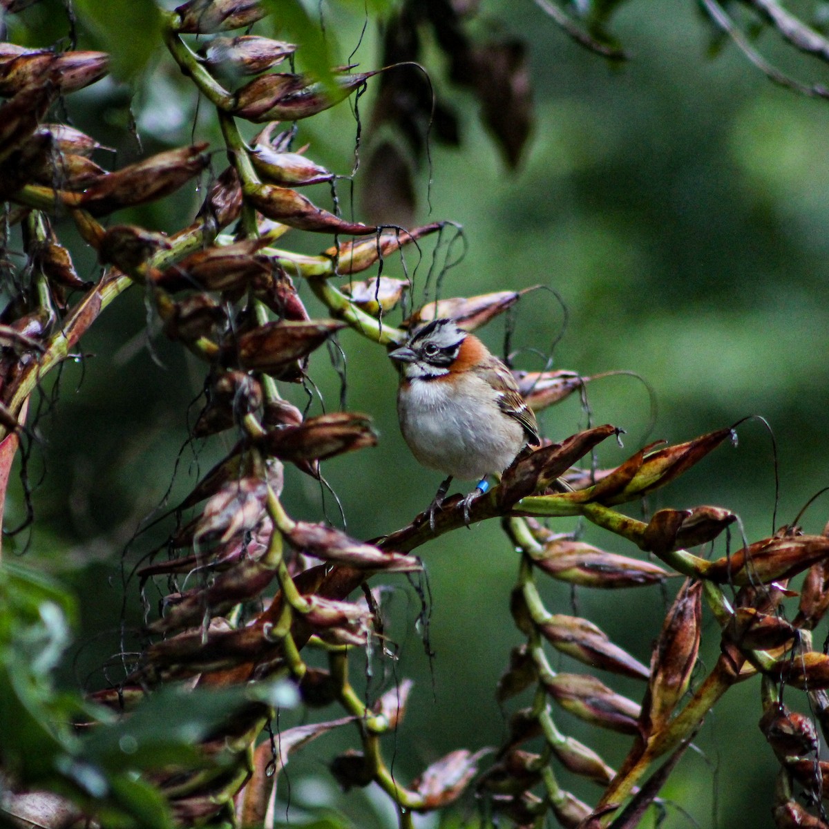 Rufous-collared Sparrow - ML639669820