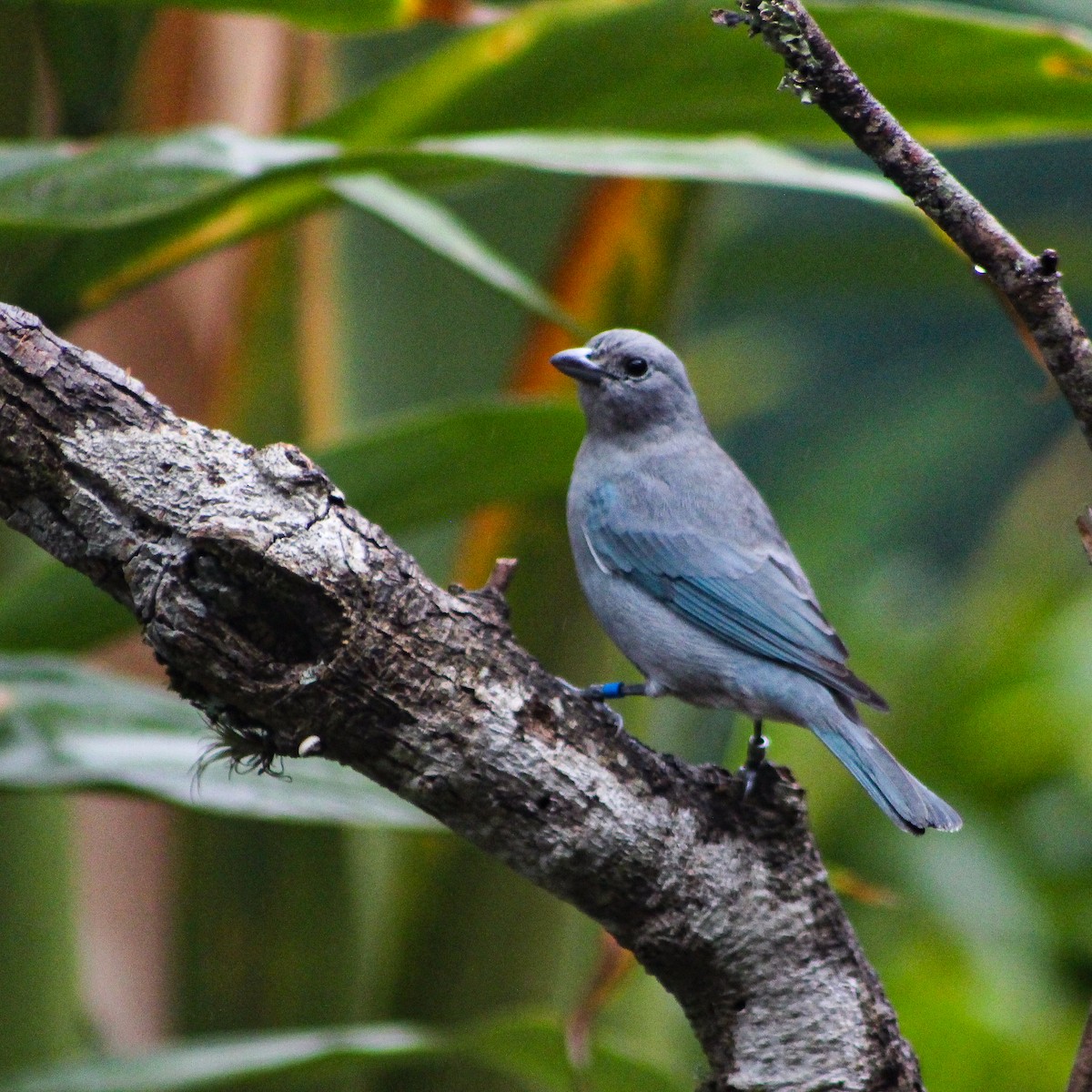 Sayaca Tanager - ML639669843