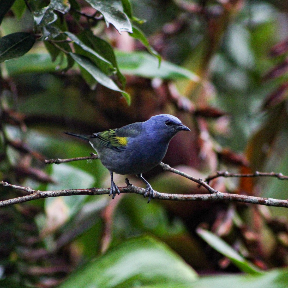 Golden-chevroned Tanager - ML639669853