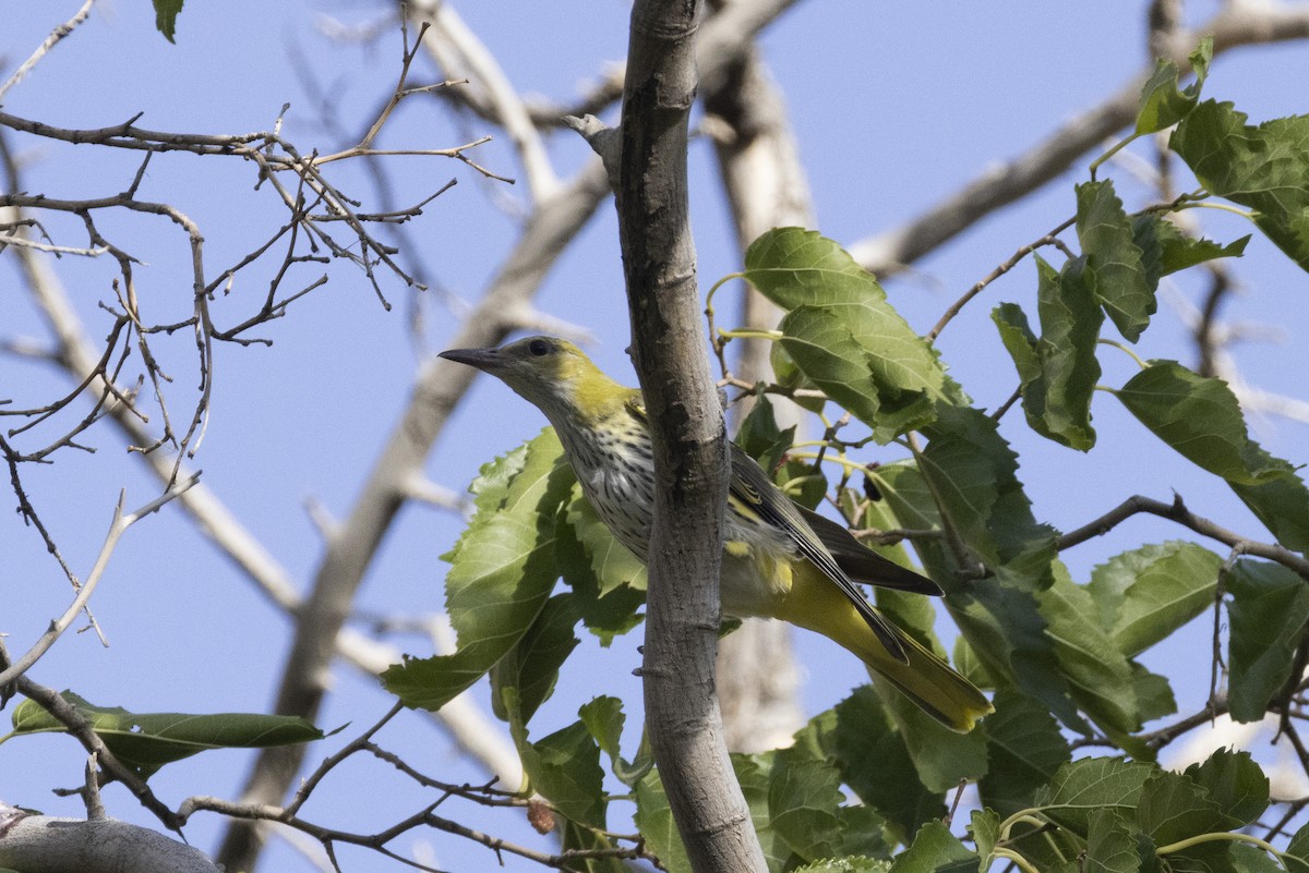 Indian Golden Oriole - ML639669855