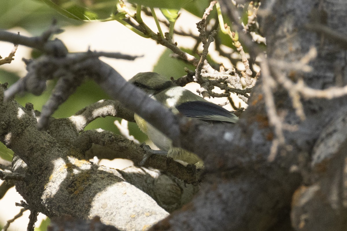 Azure Tit (Yellow-breasted) - ML639669859