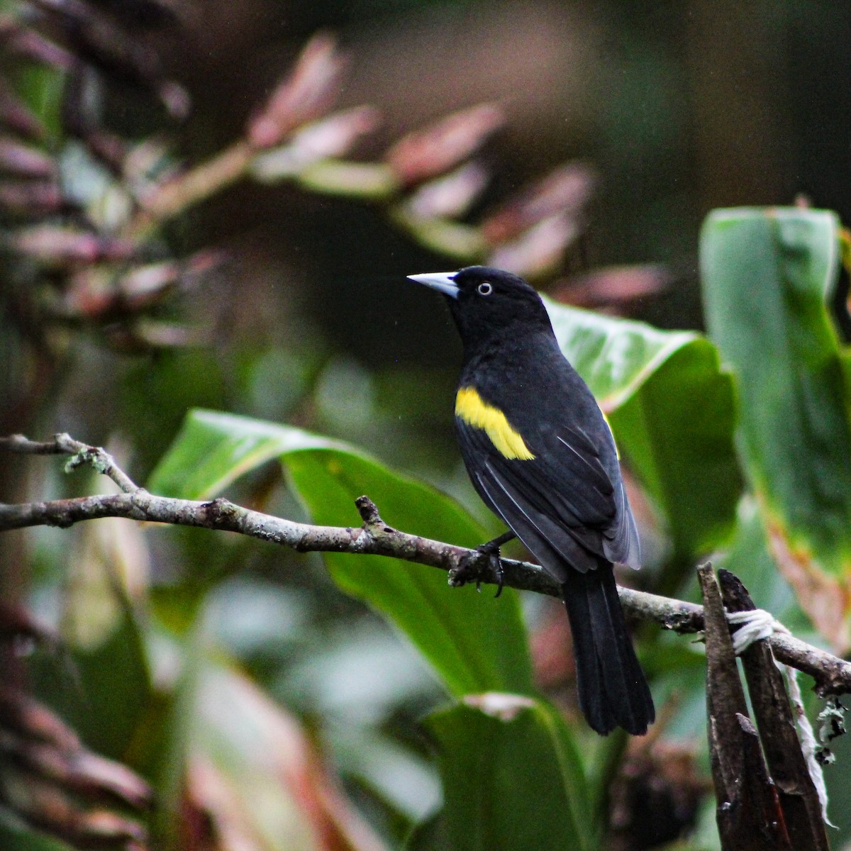 Golden-winged Cacique - ML639669861