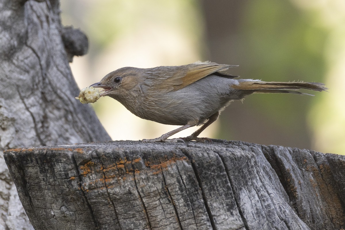 Streaked Laughingthrush - ML639669862