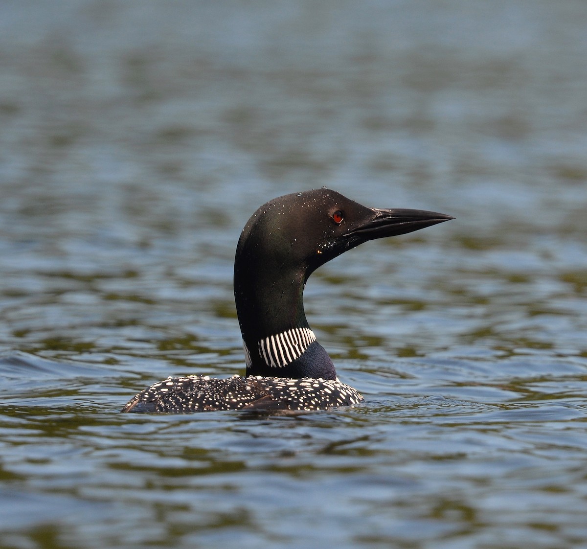 Plongeon huard - ML639669863