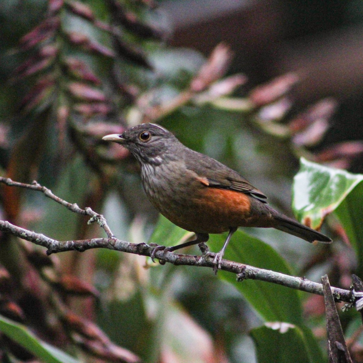 Rufous-bellied Thrush - ML639669866