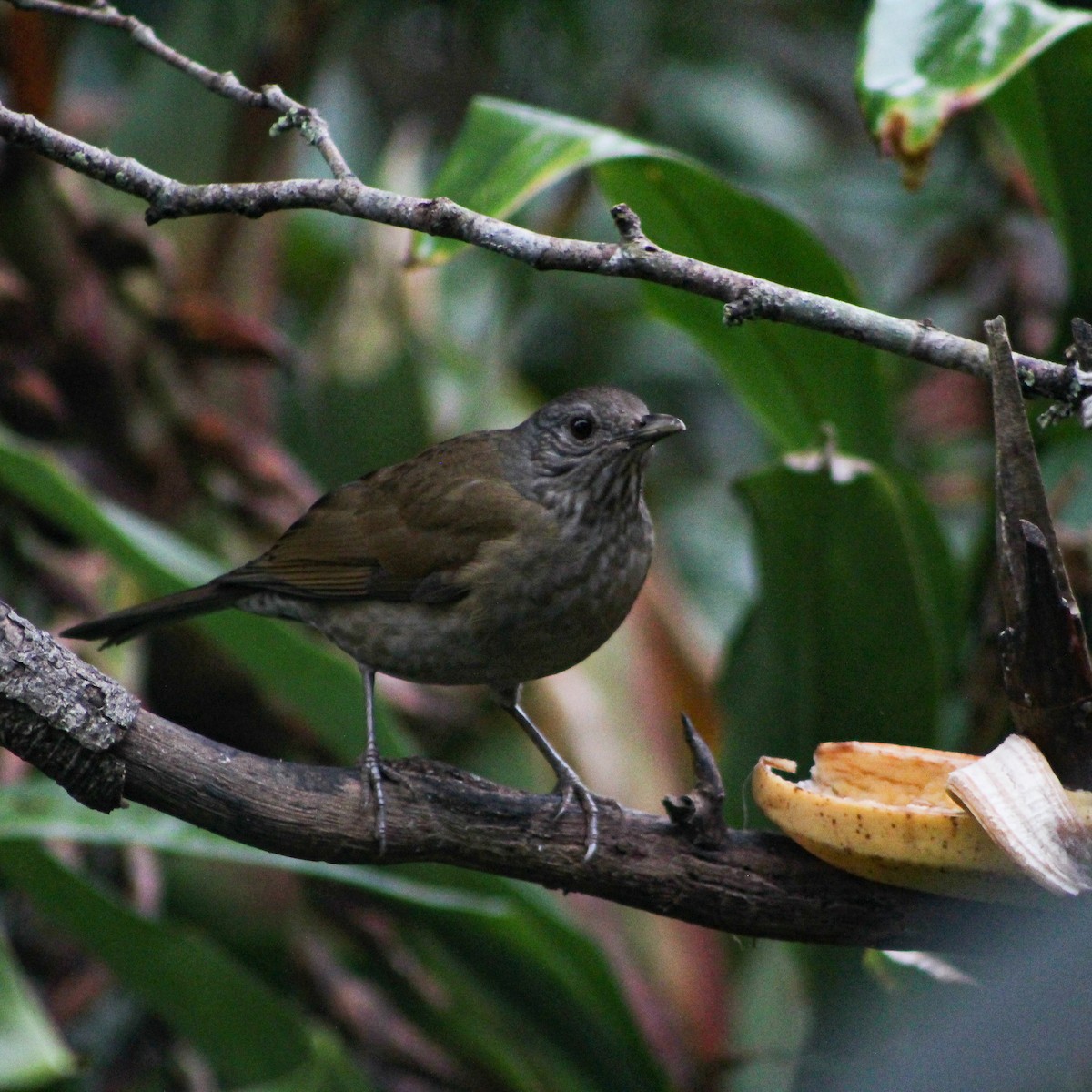 Pale-breasted Thrush - ML639669876