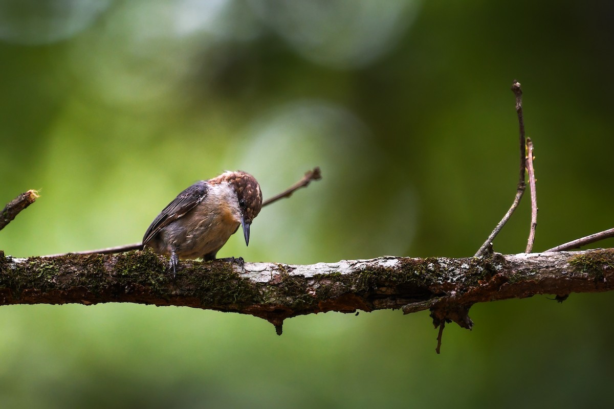 Brown-headed Nuthatch - ML639669878