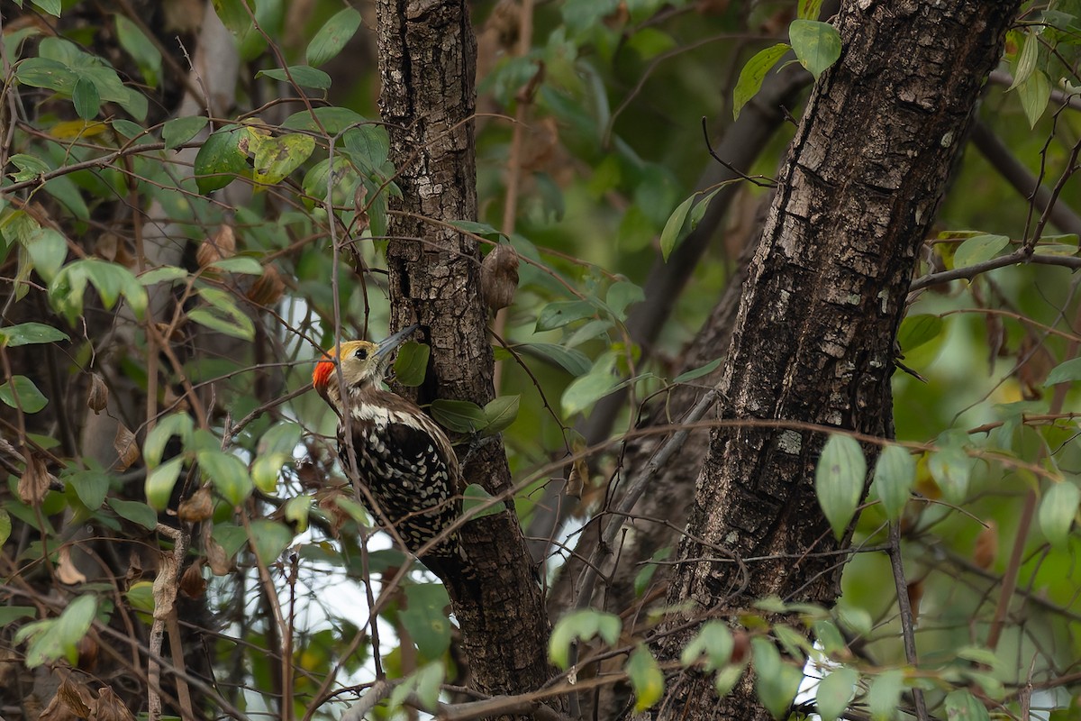 Sarı Başlıklı Ağaçkakan - ML639669935