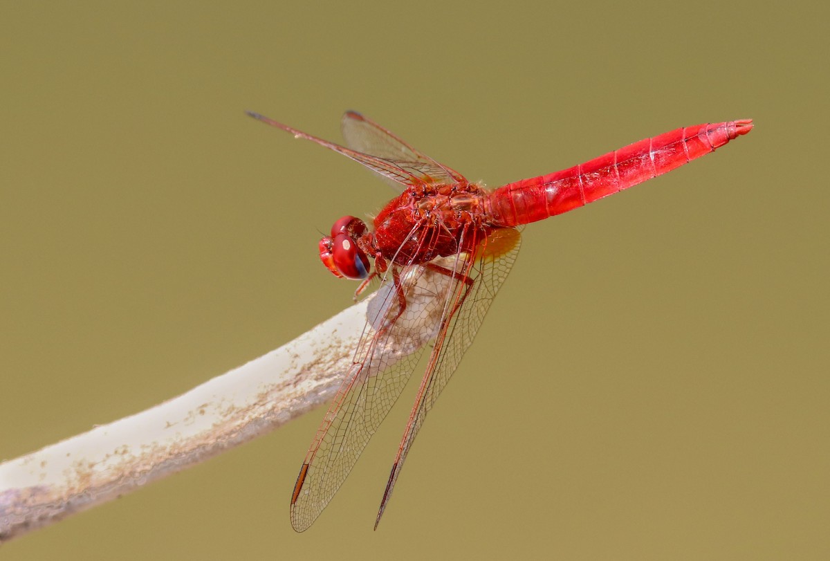 Broad Scarlet - ML639669939