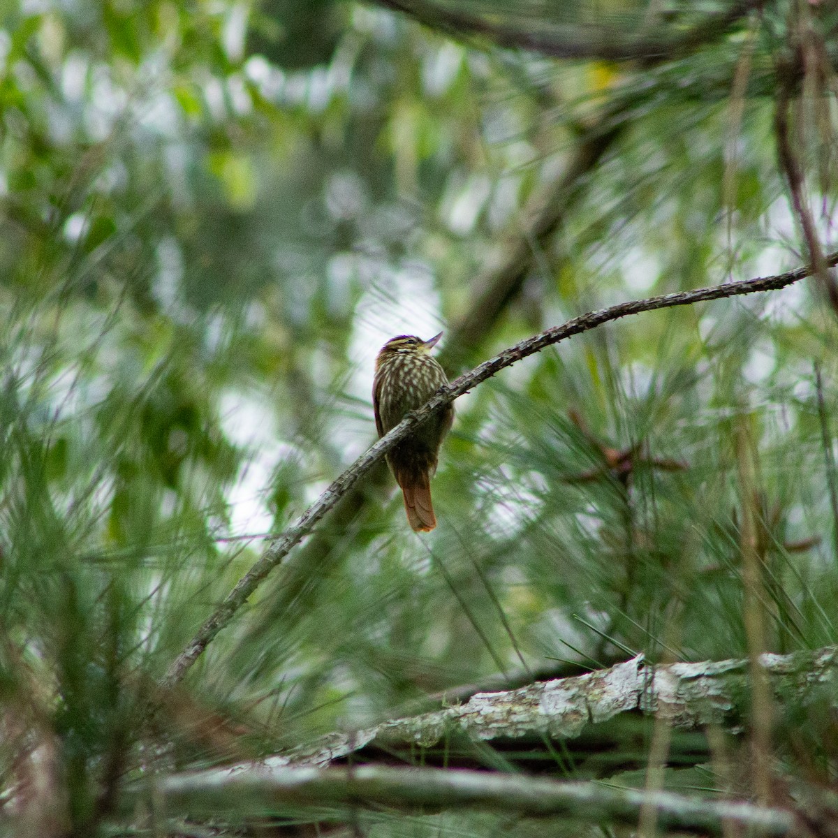 Streaked Xenops - ML639670027