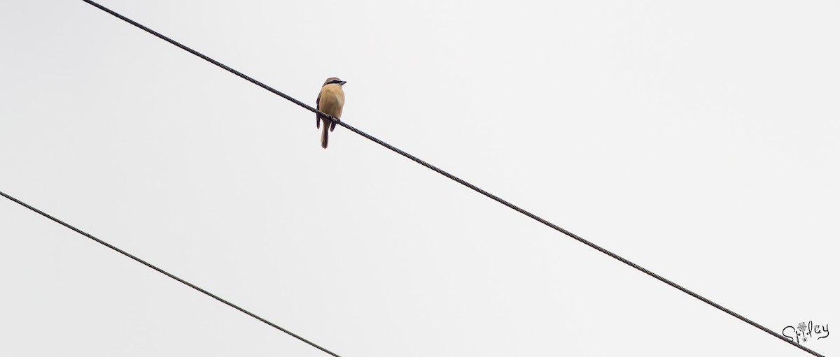 Brown Shrike (Brown) - ML639670030