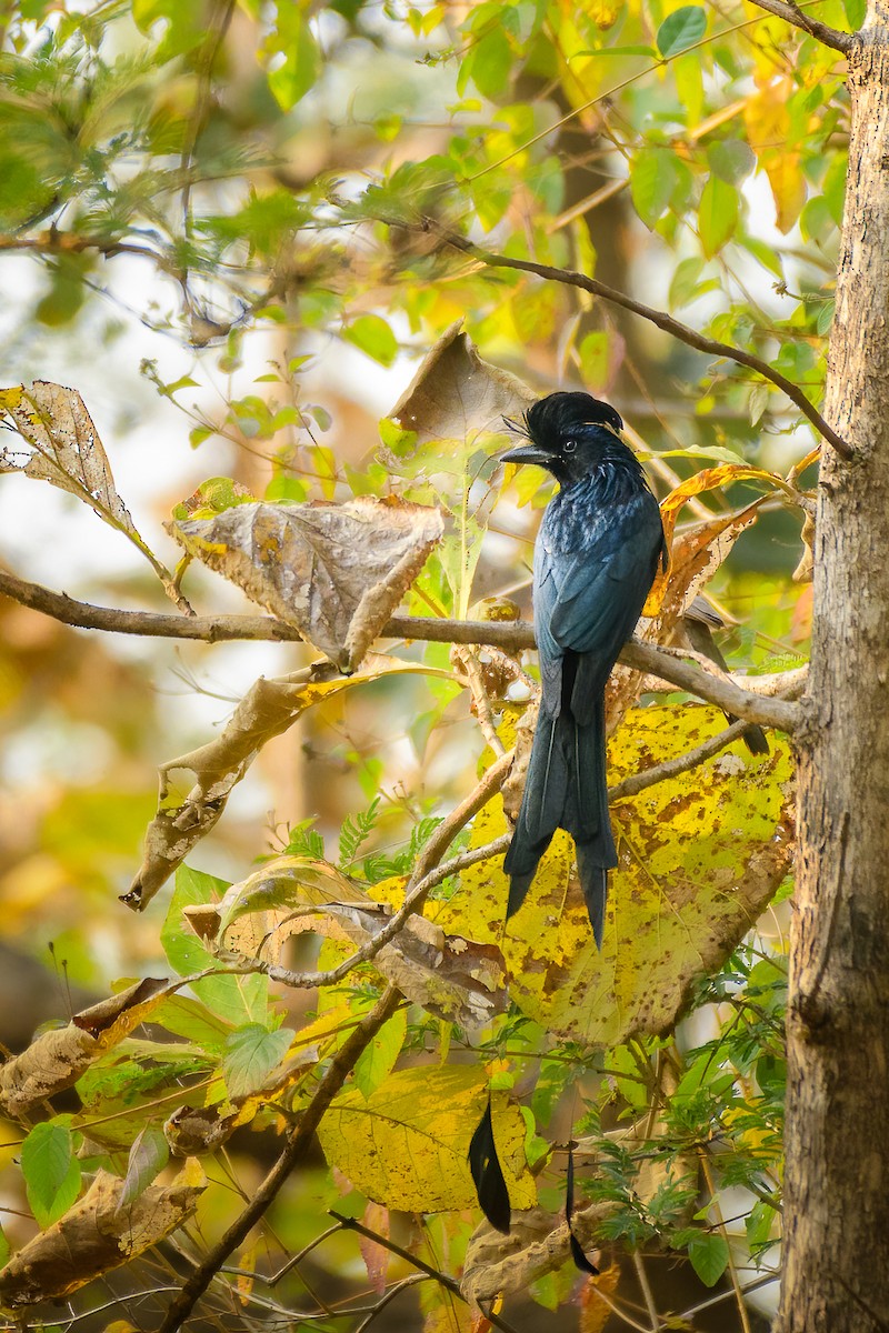 Büyük Raket Kuyruklu Drongo - ML639670031