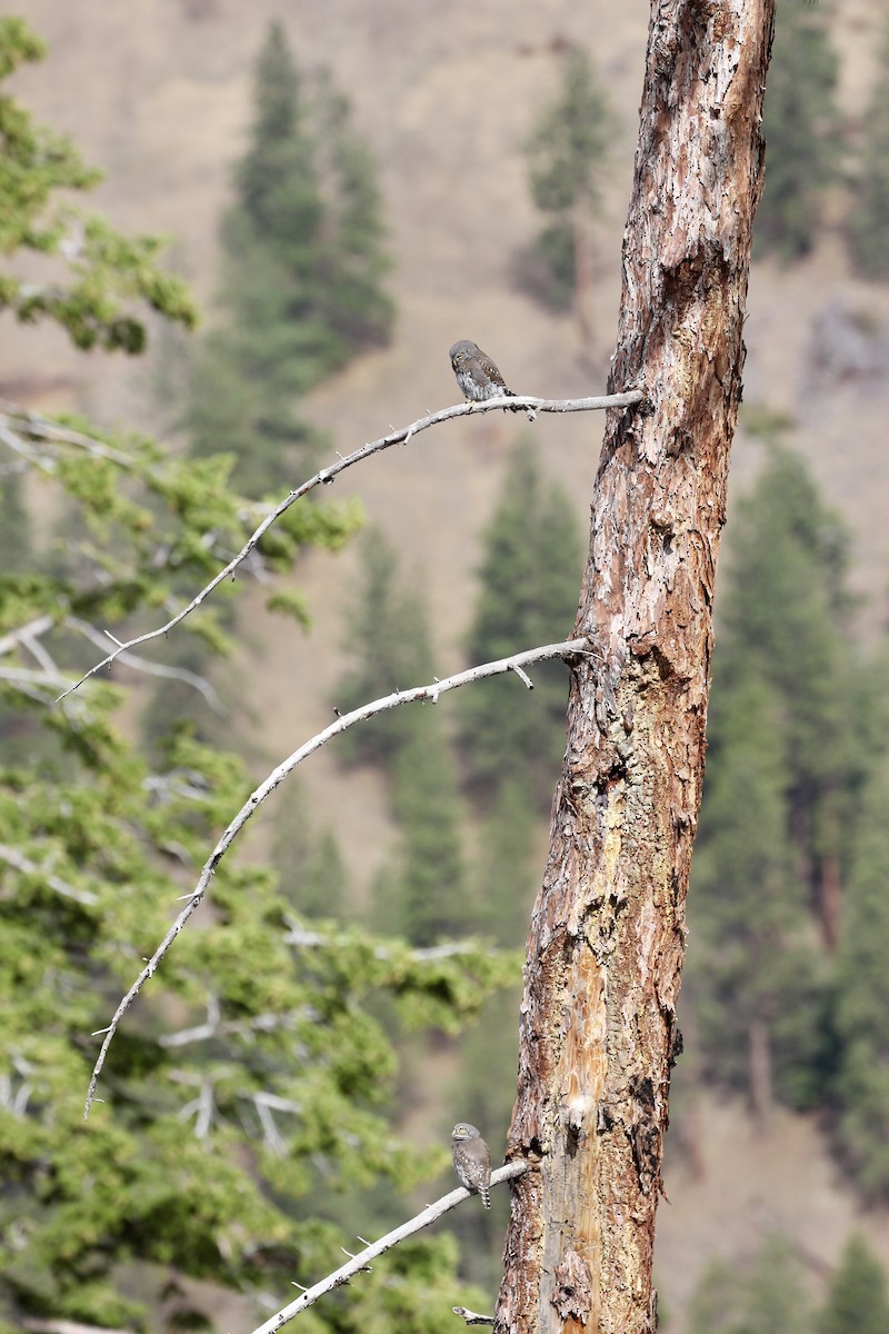 Northern Pygmy-Owl - ML639670043