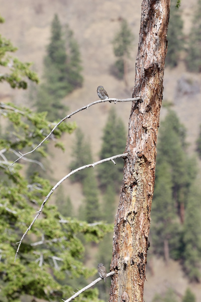 Northern Pygmy-Owl - ML639670044