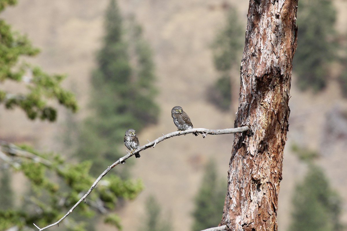 Northern Pygmy-Owl - ML639670045