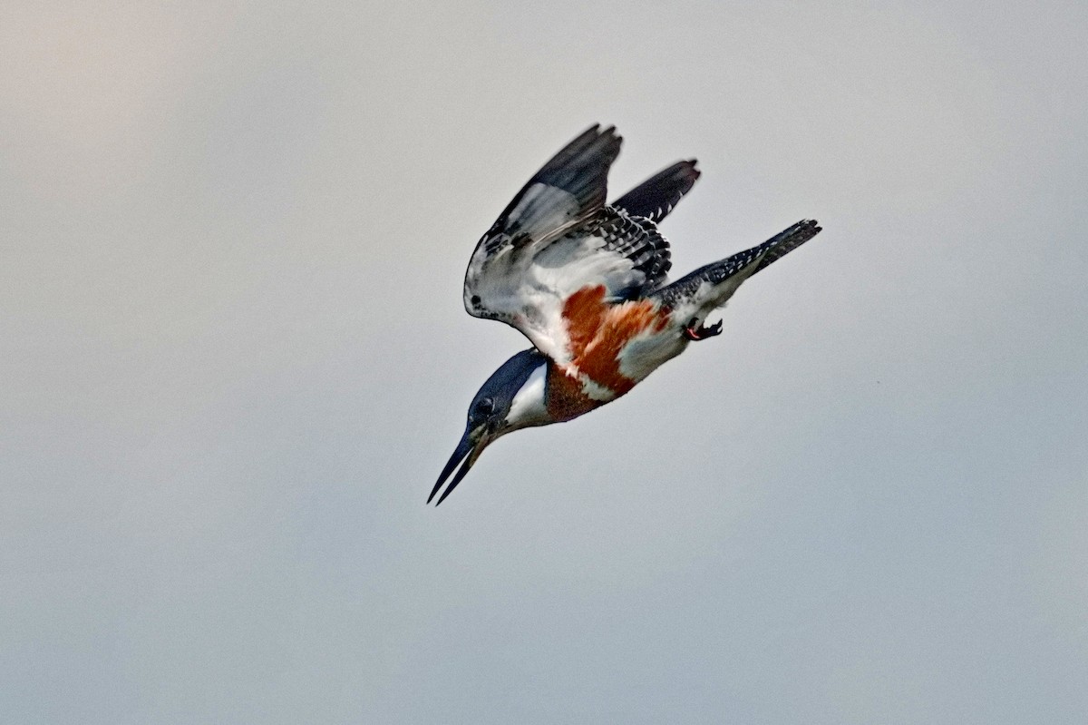 Belted Kingfisher - ML639670062