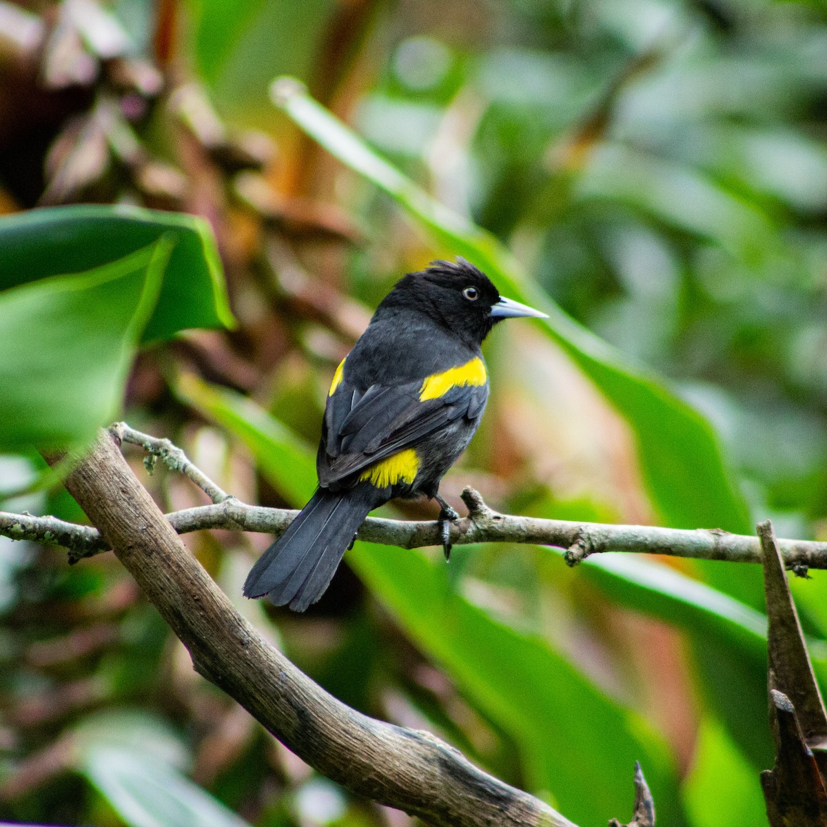 Golden-winged Cacique - ML639670079