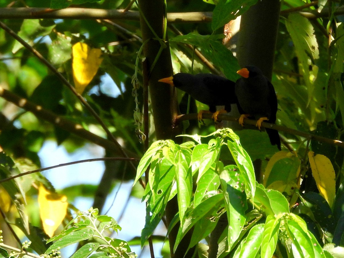 Finch-billed Myna - ML639670137