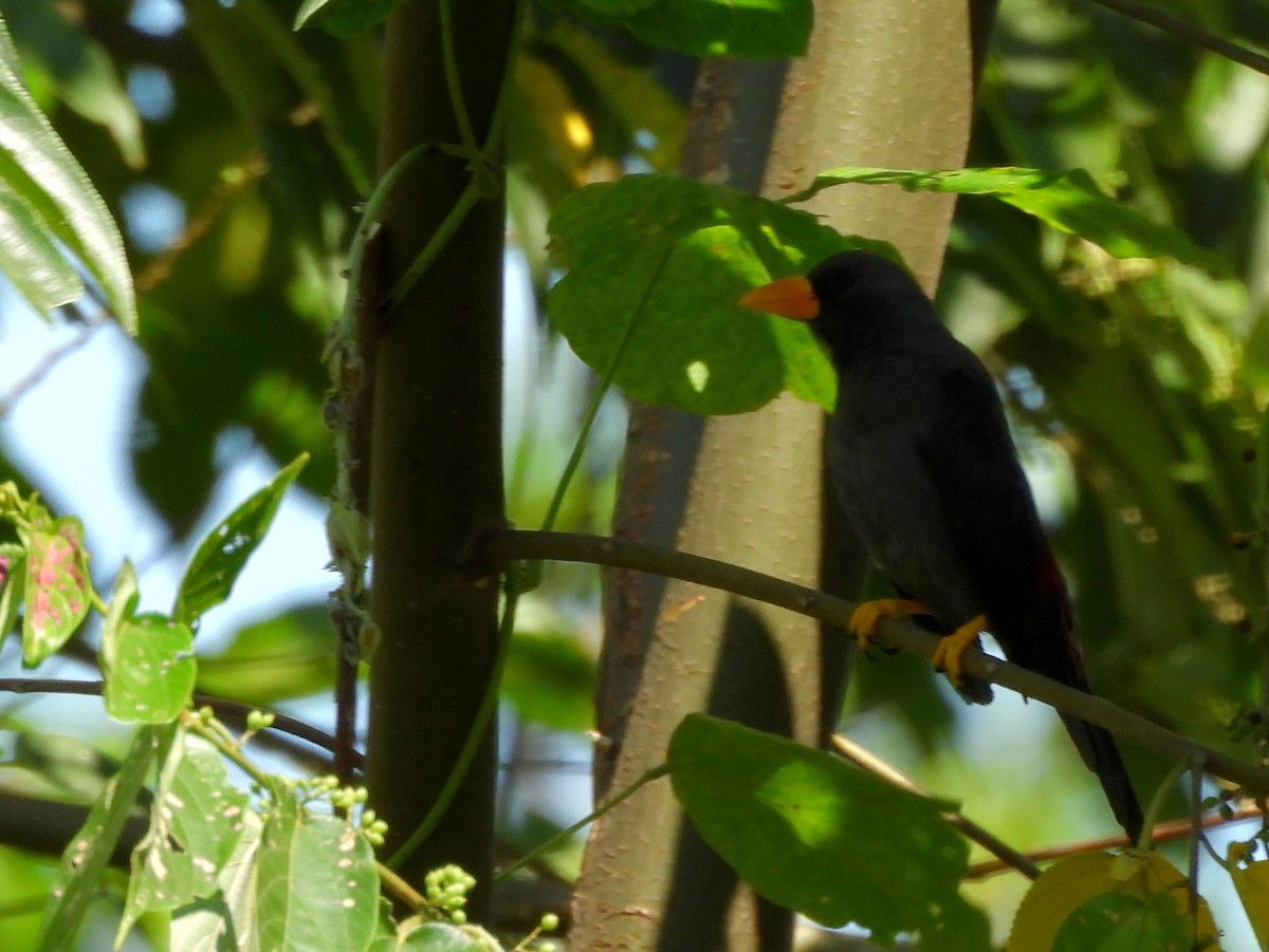 Finch-billed Myna - ML639670142