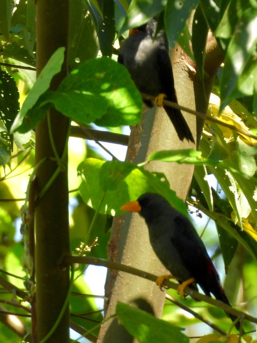 Finch-billed Myna - ML639670143