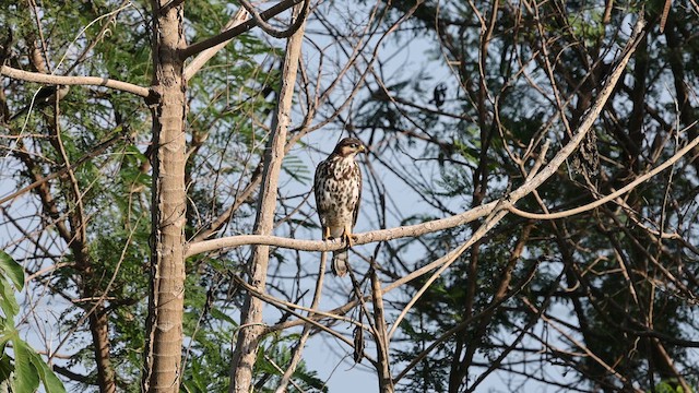Gray Hawk - ML639670148