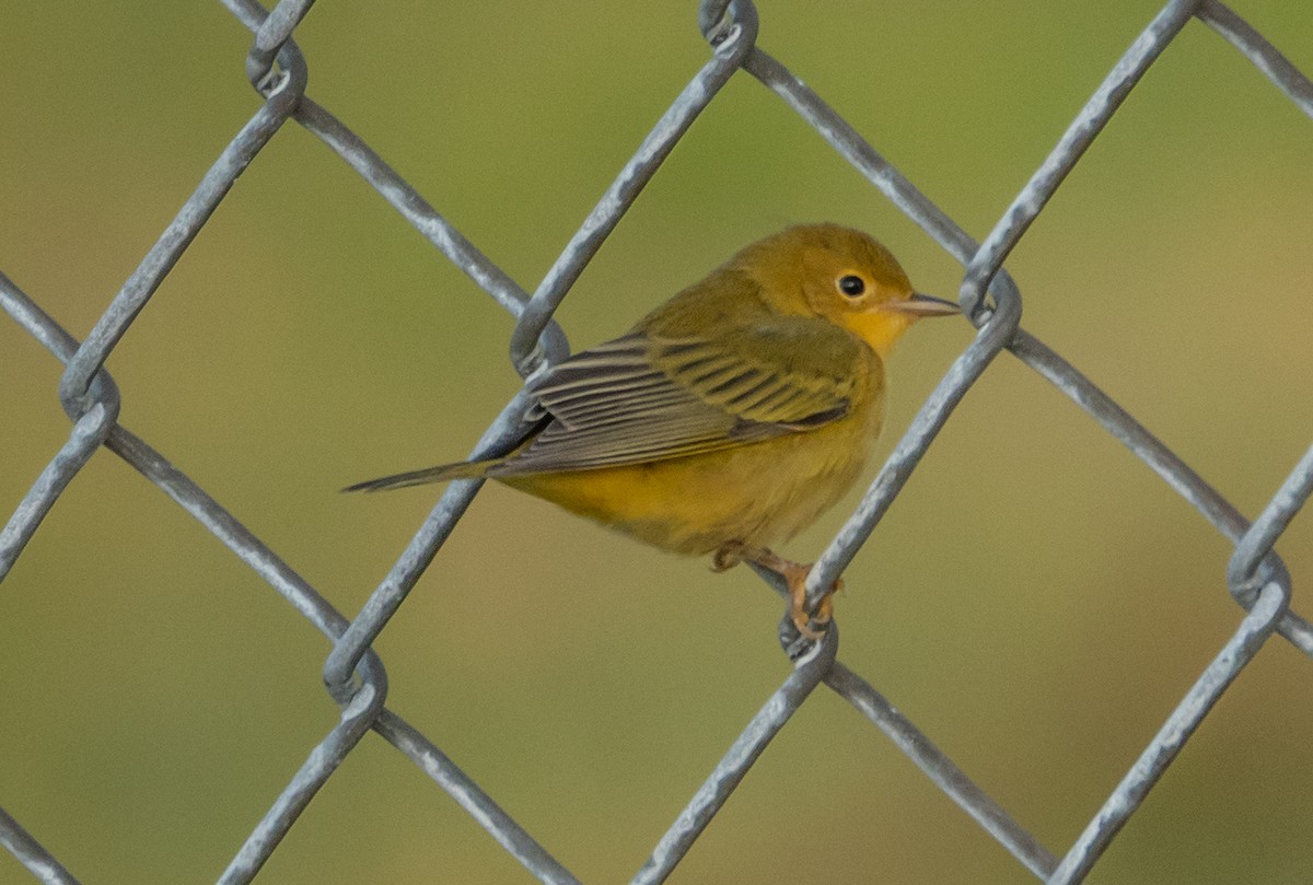 Yellow Warbler (Northern) - ML639670162