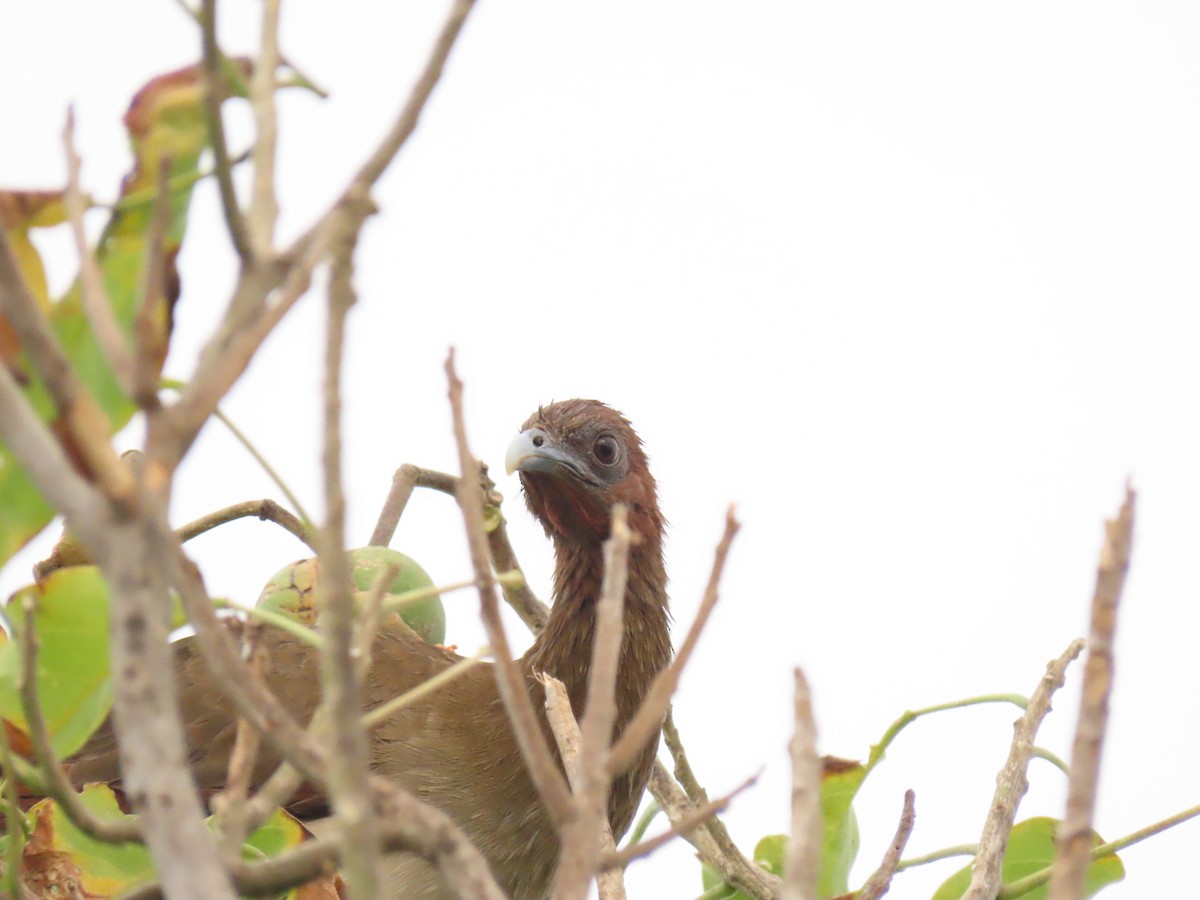 Chachalaca Alirroja - ML639670214