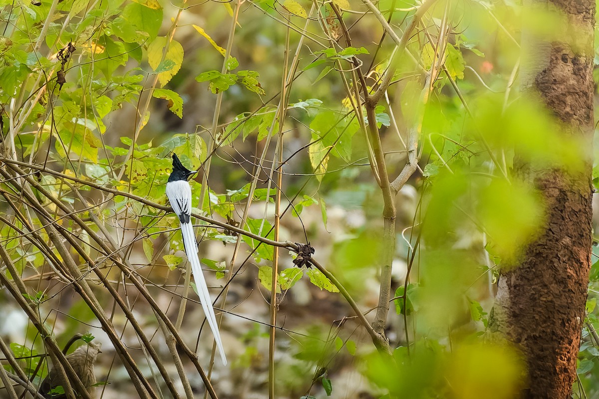 Hint Monarkı - ML639670217