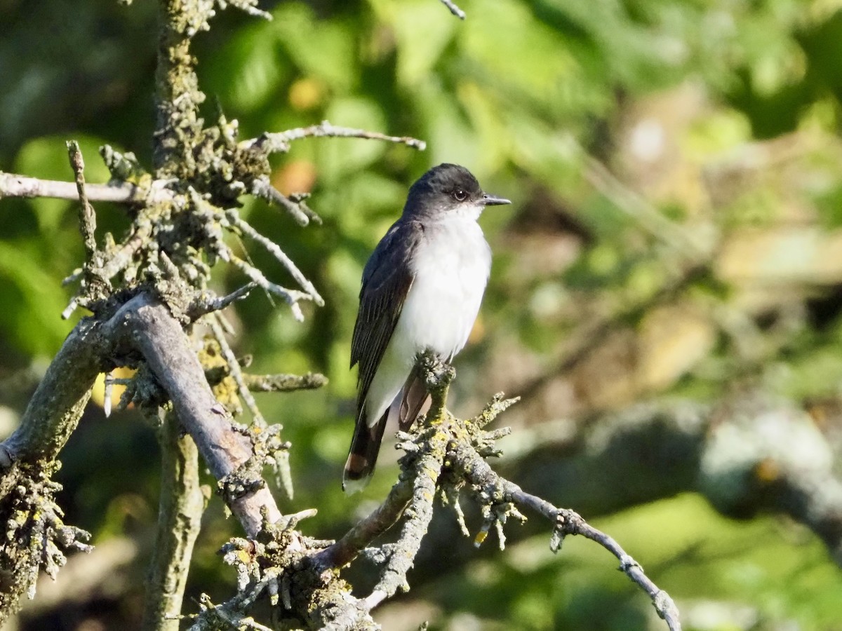 Eastern Kingbird - ML639670275