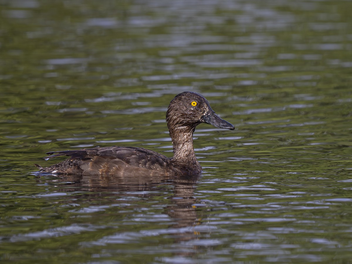 Tufted Duck - ML639670280