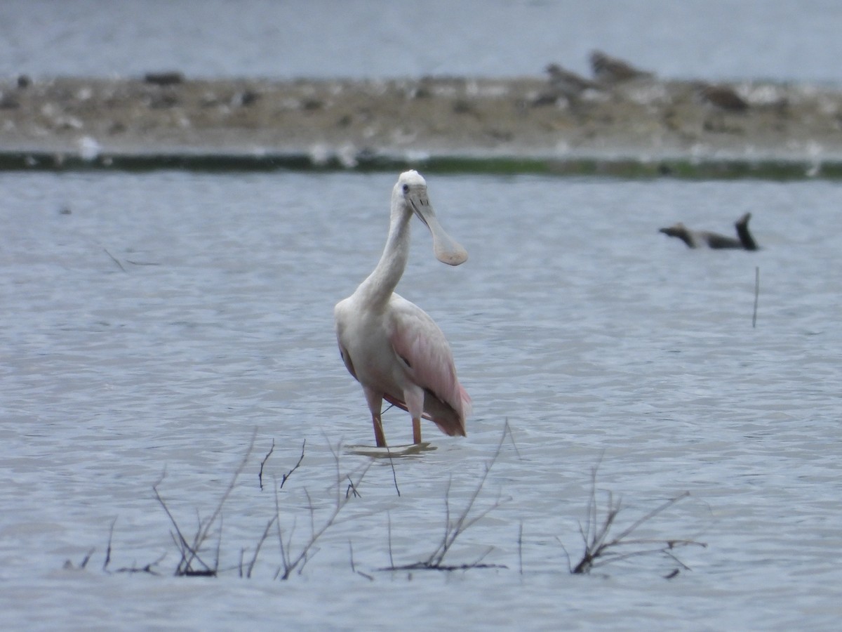 Roseate Spoonbill - ML639670301