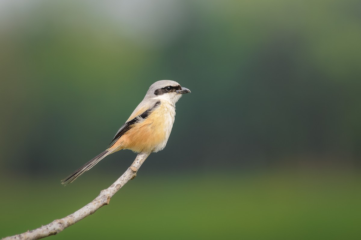 Uzun Kuyruklu Örümcekkuşu - ML639670313