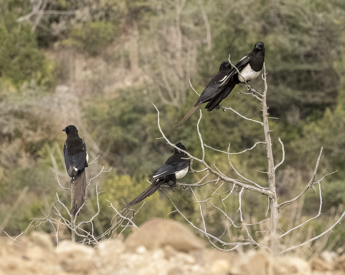 Asir Magpie - ML639670340
