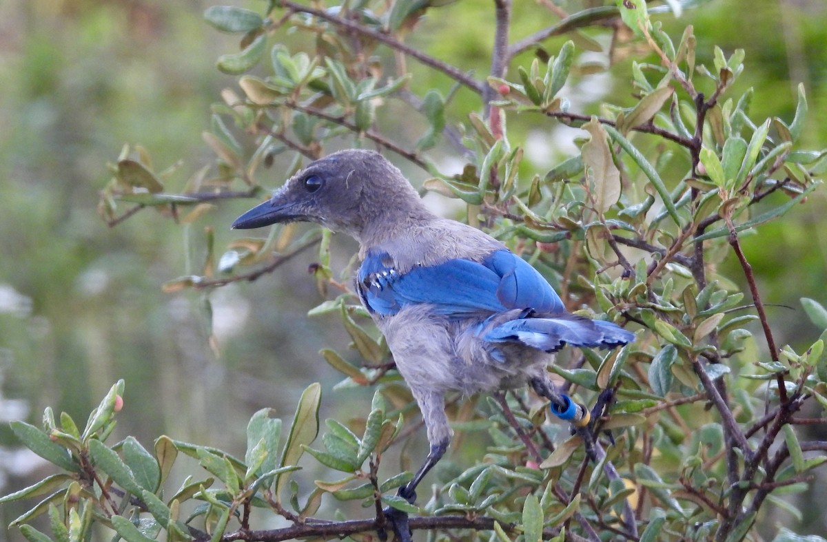 Florida Scrub-Jay - ML639670469
