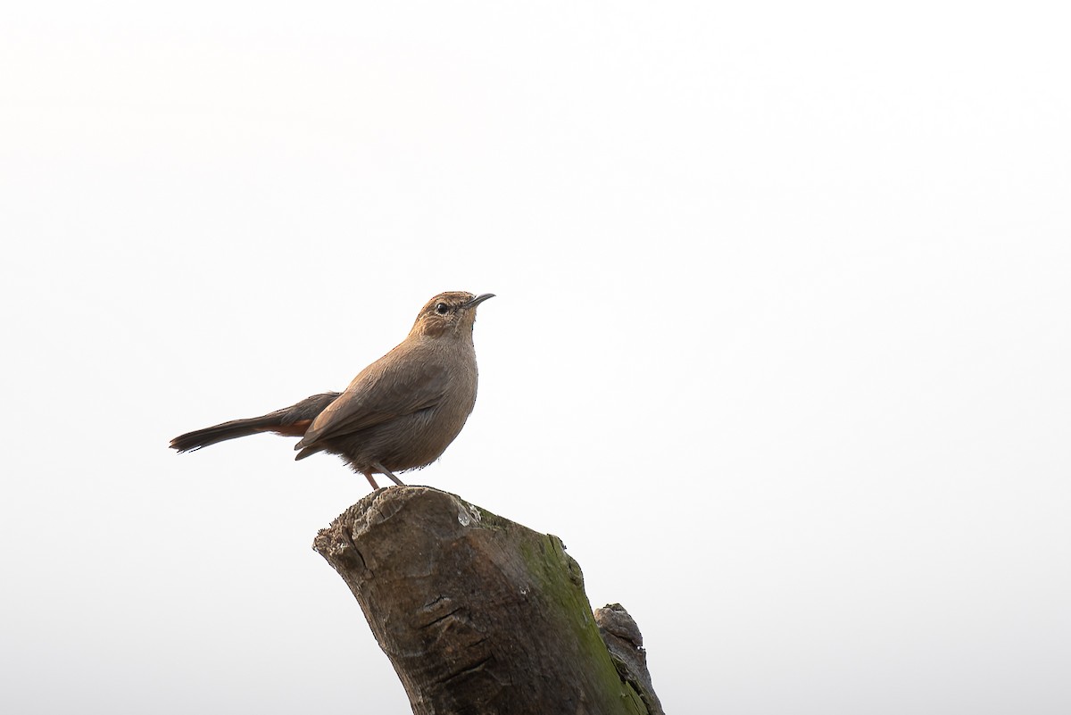 Al Etekli Kara Bülbül - ML639670525