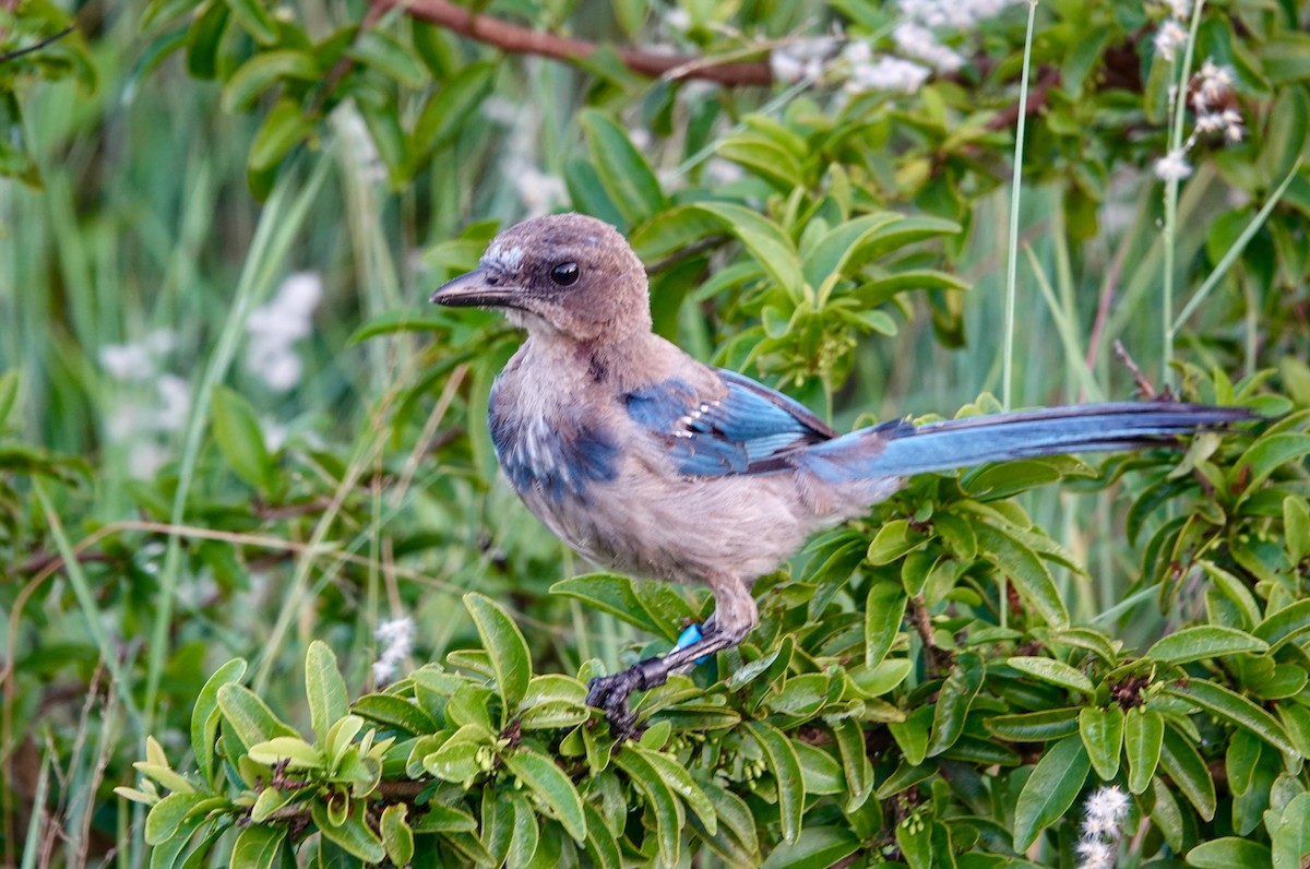 Florida Scrub-Jay - ML639670588