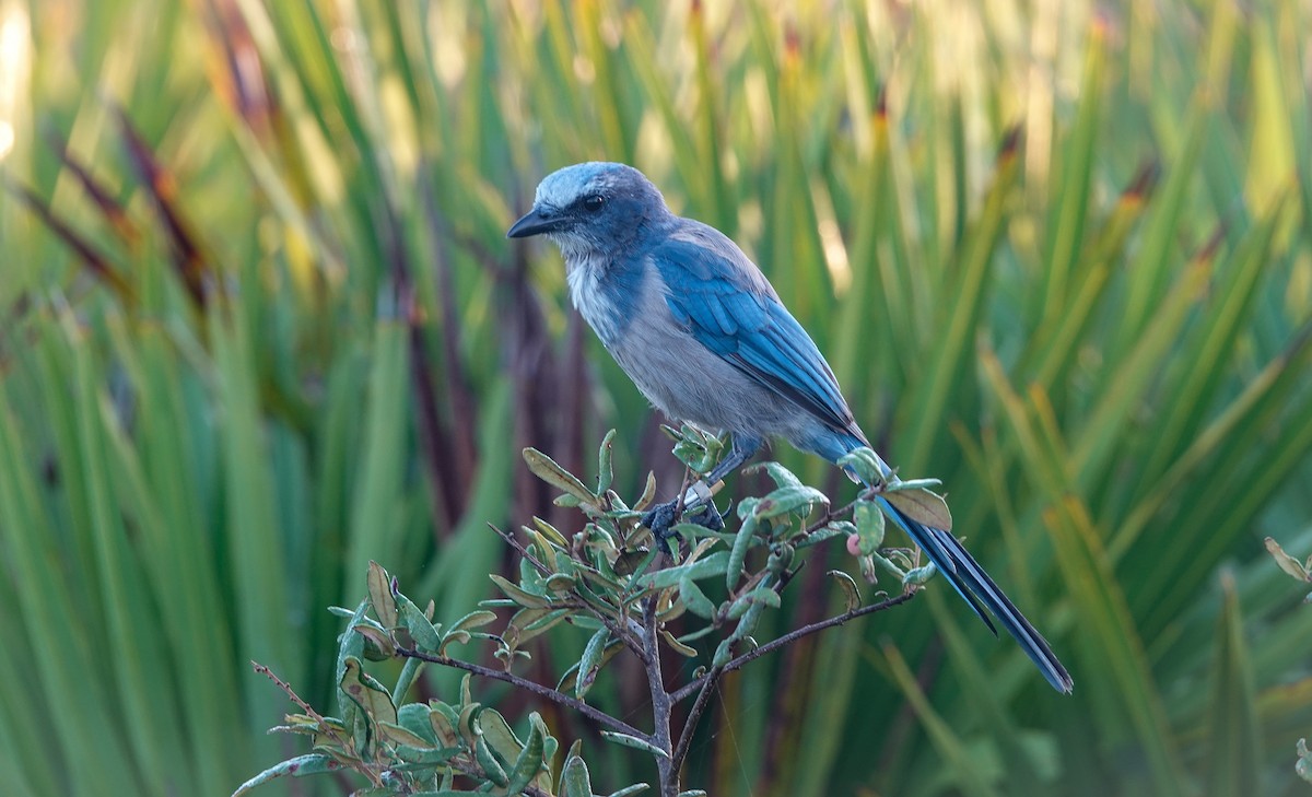 Florida Scrub-Jay - ML639670596