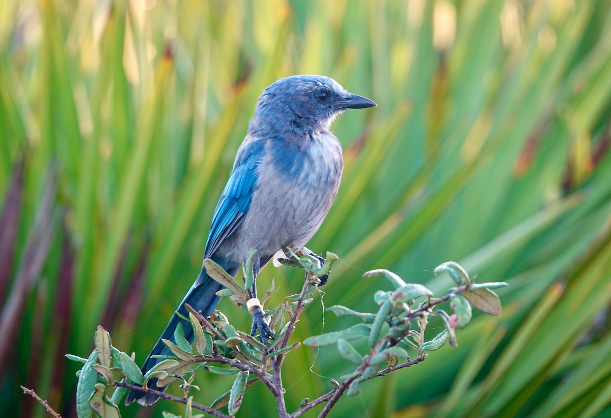 Florida Scrub-Jay - ML639670597