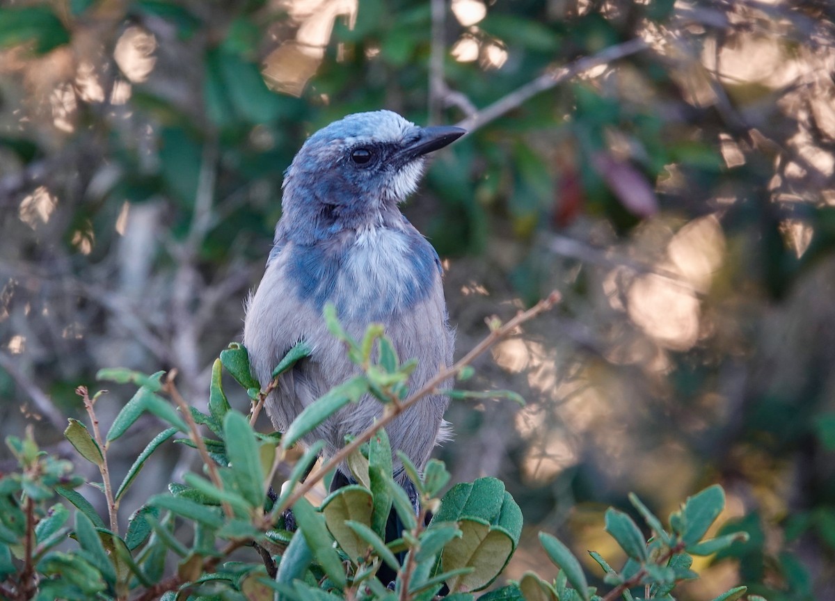 Florida Scrub-Jay - ML639670598