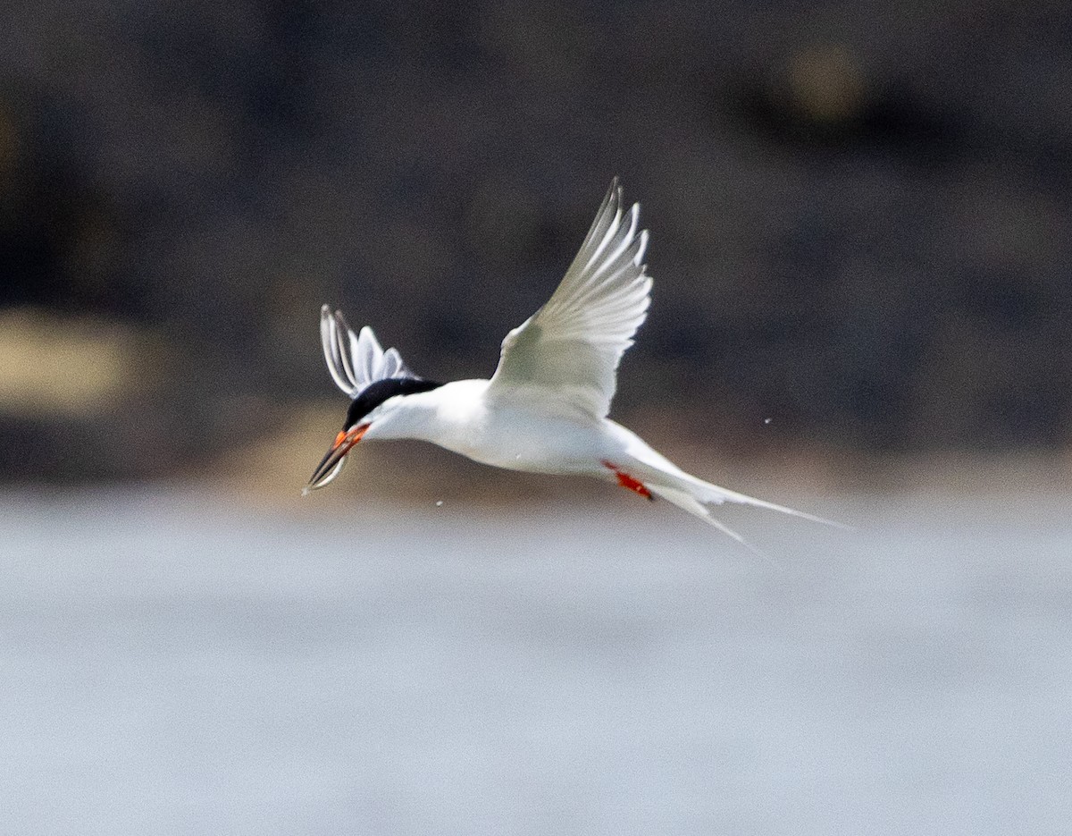 Roseate Tern - ML639670722