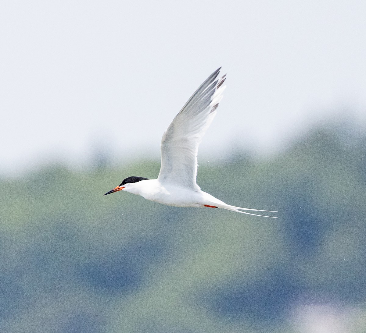 Roseate Tern - ML639670723