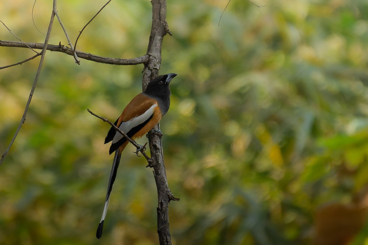 Kızıl Saksağan - ML639670770