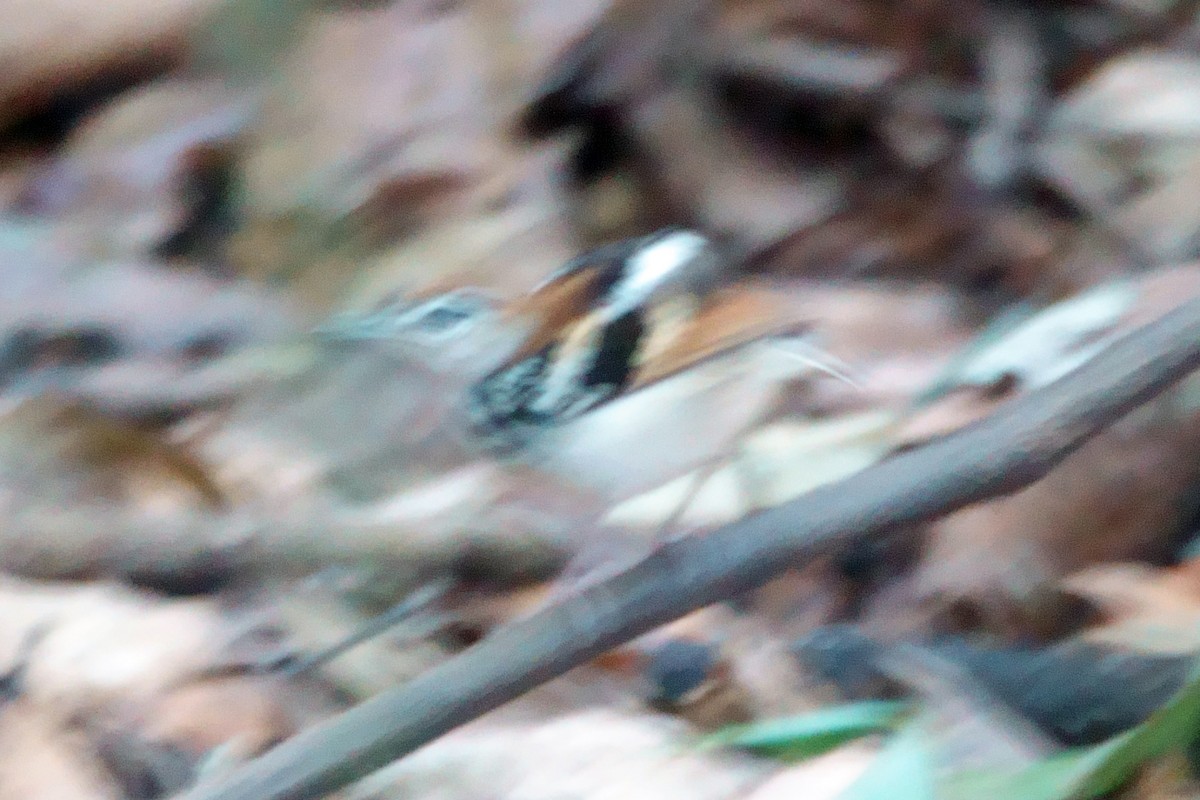 Banded Antbird - ML639670779