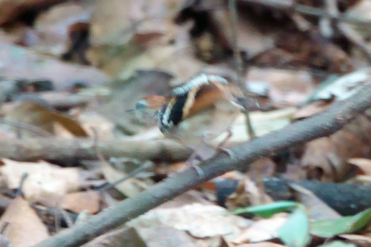 Banded Antbird - ML639670780