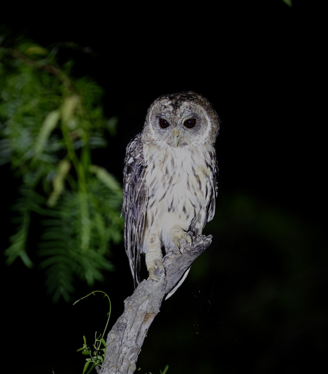Mottled Owl - ML639670839