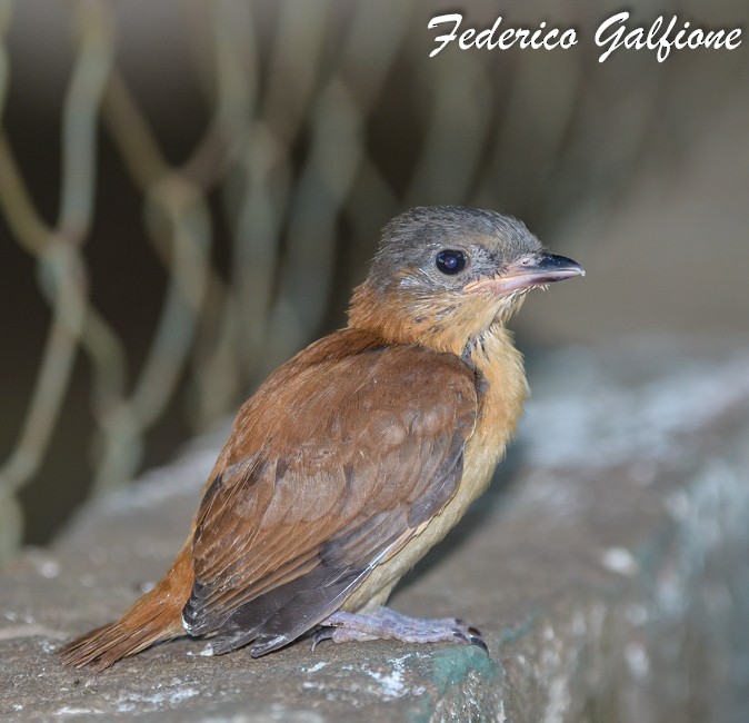 Crested Becard - ML639670859